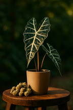 Engrais en Cônes pour Plantes d’Intérieur – Nutrition Lente (10 pièces)