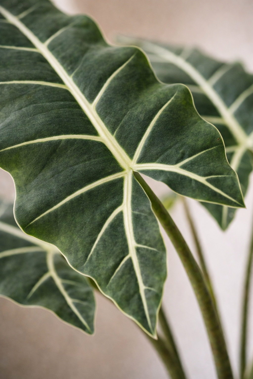 Alocasia Frydek artificielle — Olifantsoor — Plante d’intérieur design — 80 cm & 120 cm