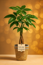 Pachira Aquatica – 45 cm – P&PURE Collection Céramique Noire ou Panier Naturel – Pot Ø12 cm