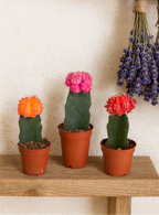 Gymnocalycium Mix – Trio de Cactus Greffés – Ø5,5 cm / ≈16-22cm – Lot de 3