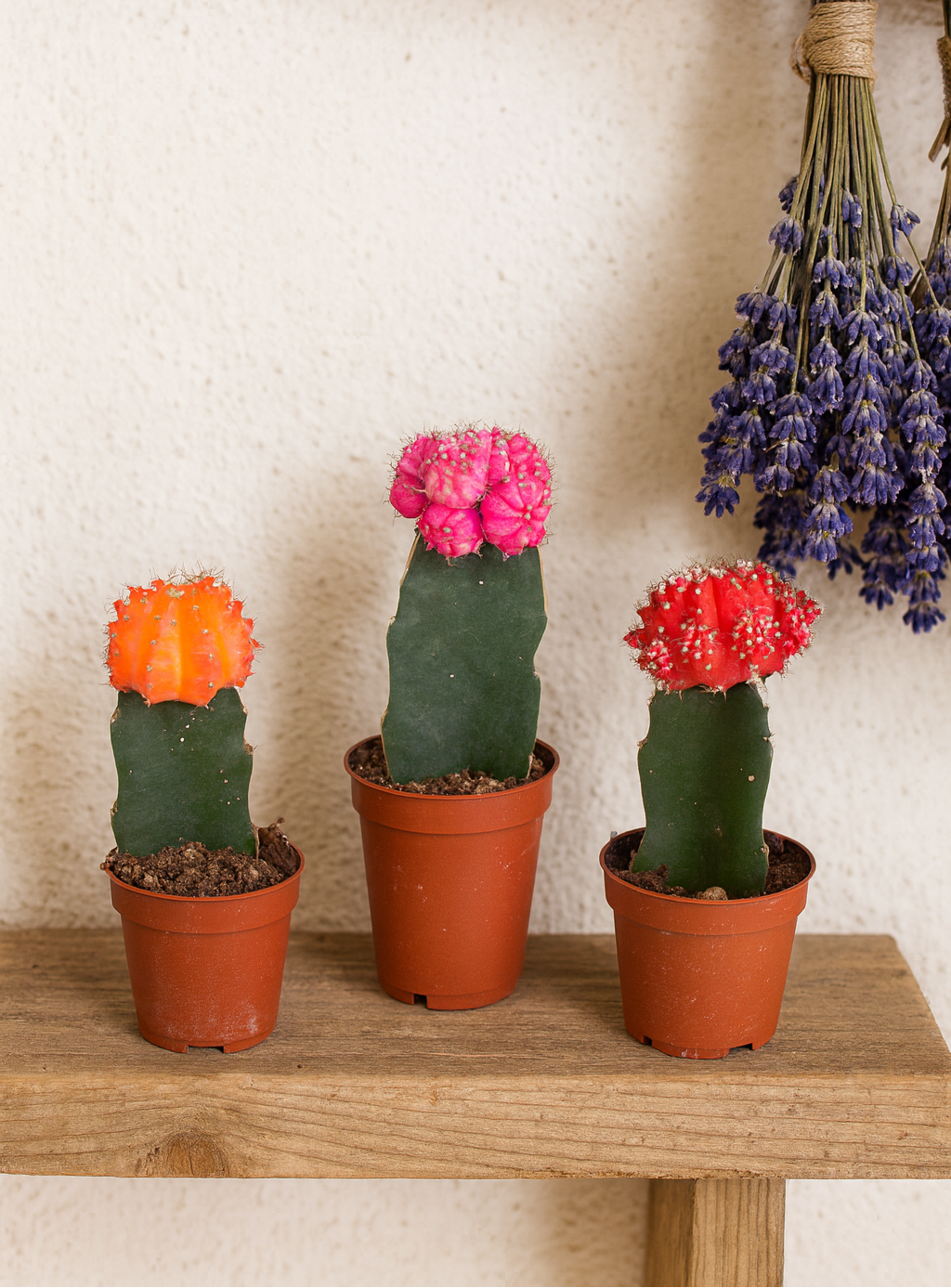 Gymnocalycium Mix – Trio de Cactus Greffés – Ø5,5 cm / ≈16-22cm – Lot de 3