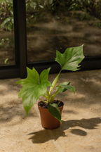 Philodendron Warszewiczii – Feuillage sculptural & esprit tropical – Ø12 cm – 30 cm