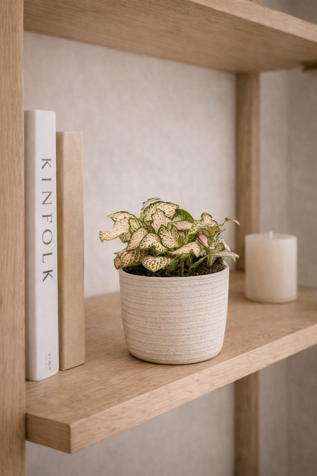 Fittonia Pink Tiger – Plante Mosaïque Rose Tropicale – Fittonia d’Intérieur Ø8,5 cm