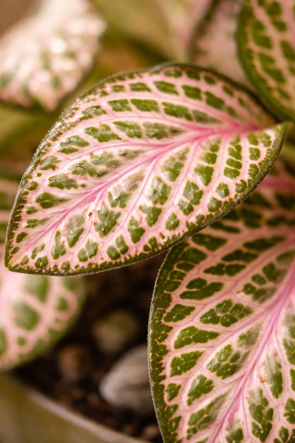 Fittonia Pink Tiger – Plante Mosaïque Rose Tropicale – Fittonia d’Intérieur Ø8,5 cm