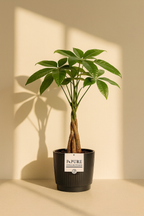 Pachira Aquatica – 45 cm – P&PURE Collection Céramique Noire ou Panier Naturel – Pot Ø12 cm