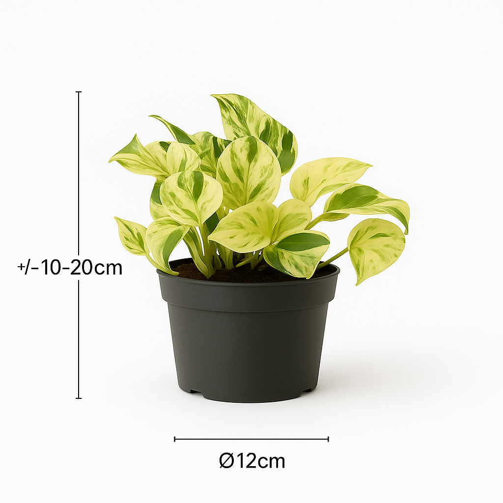 Epipremnum “Marble Queen” — Scindapsus Happy Leaf — Ø12 cm — 20 cm
