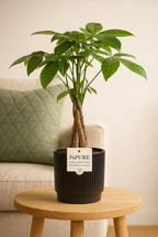 Pachira Aquatica – 45 cm – P&PURE Collection Céramique Noire ou Panier Naturel – Pot Ø12 cm