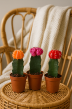 Gymnocalycium Mix – Trio de Cactus Greffés – Ø5,5 cm / ≈16-22cm – Lot de 3