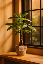 Pachira Aquatica – 45 cm – P&PURE Collection Céramique Noire ou Panier Naturel – Pot Ø12 cm