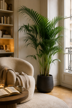 Pack de 3 plantes d’intérieur XXL – Kentia, Strelitzia & Areca 200+ cm