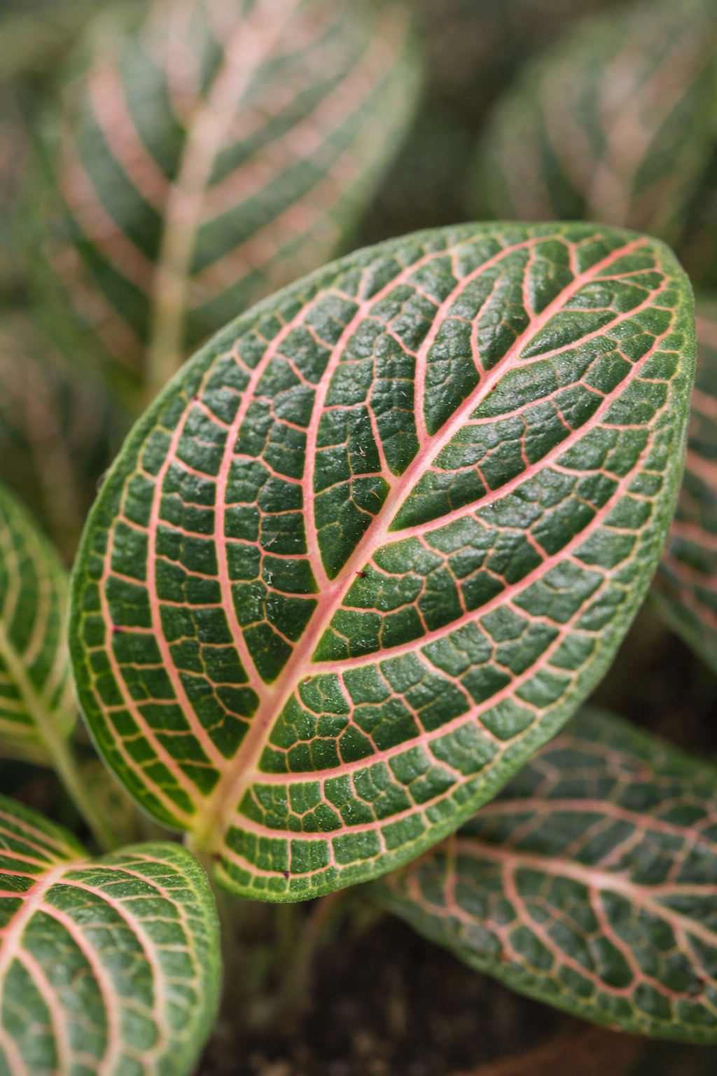 Fittonia Joly Josan – plante mosaïque rouge et verte tropicale – Ø8,5 cm