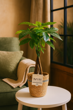 Pachira Aquatica – 45 cm – P&PURE Collection Céramique Noire ou Panier Naturel – Pot Ø12 cm