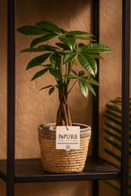 Pachira Aquatica – 45 cm – P&PURE Collection Céramique Noire ou Panier Naturel – Pot Ø12 cm