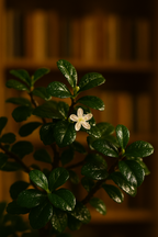 Engrais Bonsaï 250ML – Nutrition délicate & croissance maîtrisée