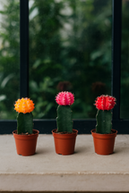 Gymnocalycium Mix – Trio de Cactus Greffés – Ø5,5 cm / ≈16-22cm – Lot de 3