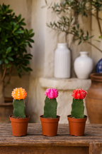 Gymnocalycium Mix – Trio de Cactus Greffés – Ø5,5 cm / ≈16-22cm – Lot de 3