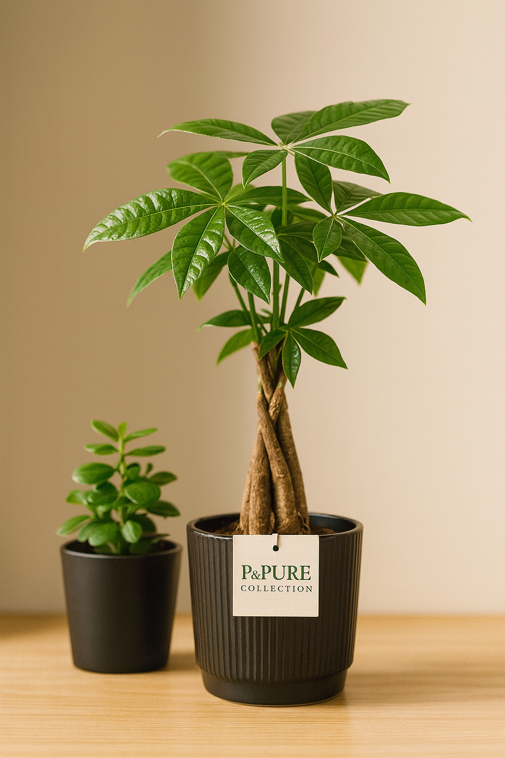 Pachira Aquatica – 45 cm – P&PURE Collection Céramique Noire ou Panier Naturel – Pot Ø12 cm