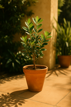 Culvita Potgrond Veenvrij 40L – Torffreie Bio-Blumenerde