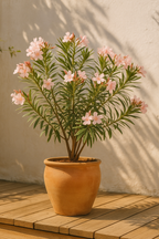 Pokon Mediterraner Pflanzendünger – Natürlicher Boost für Oliven- und Zitrusbäume 500 ml