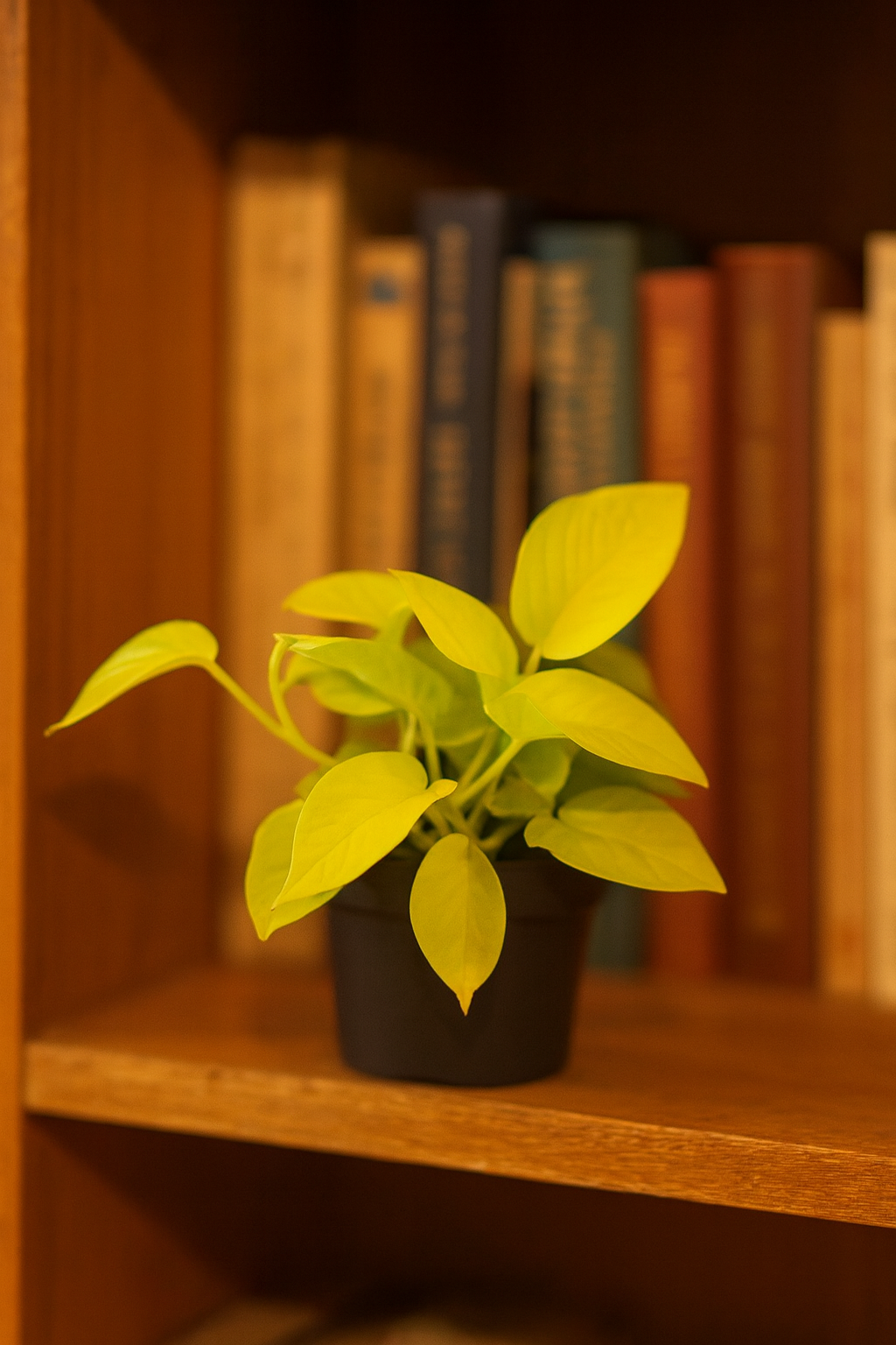 Epipremnum Golden Pothos – Scindapsus aureus – Plante tropicale retombante