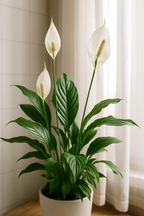 Engrais liquide Pokon 500 ml – Plantes d’intérieur vertes et fleuries