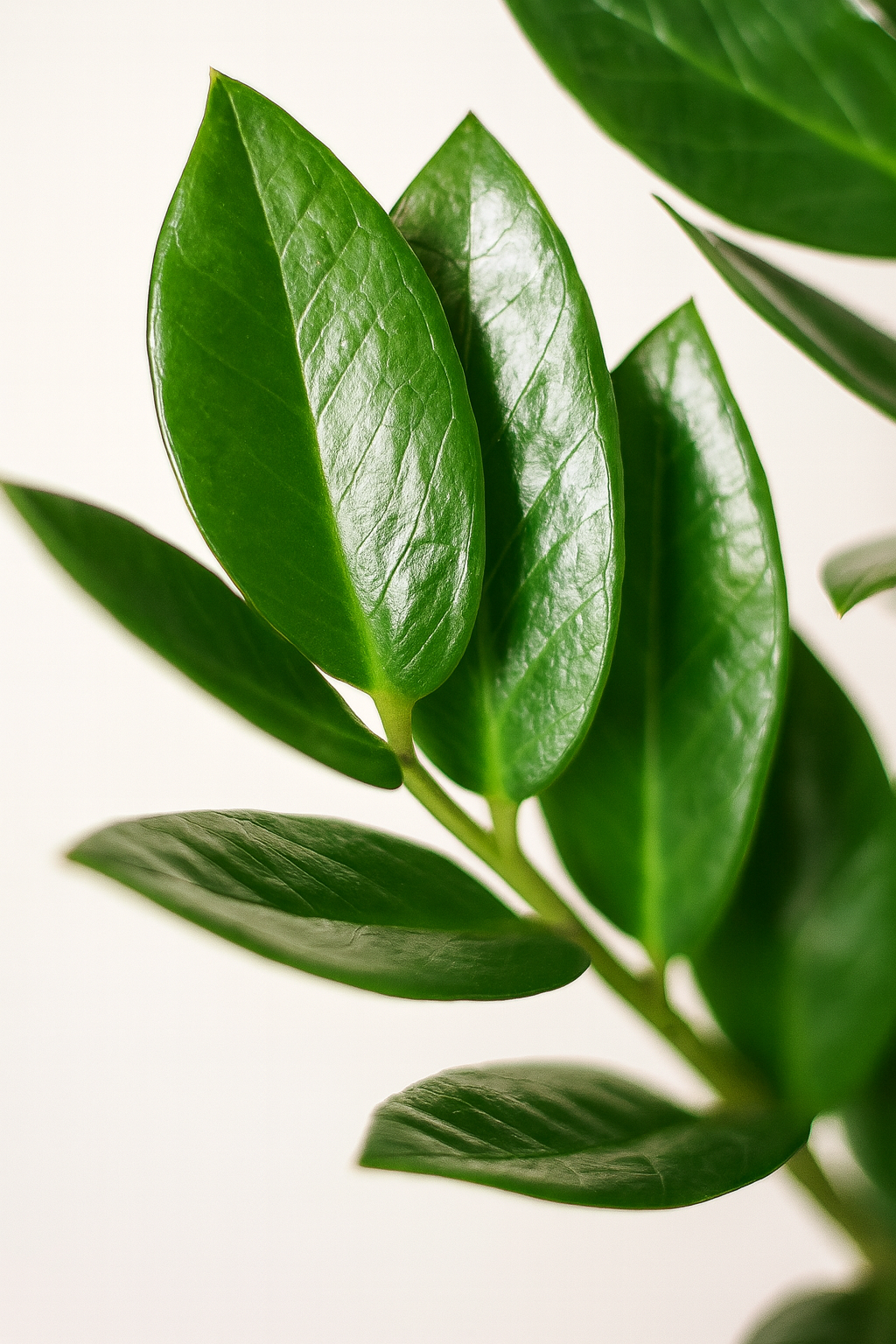 Zamioculcas Zamiifolia avec Panier Sofia – 80 cm | Élégance & Robustesse Naturelle