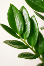 Zamioculcas Zamiifolia avec Panier Sofia – 80 cm | Élégance & Robustesse Naturelle