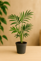 Set de 6 Mini Plantes Vertes – Pot Ø6 cm | Asparagus, Coffea Arabica, Ficus Ginseng, Fougère, Hedera, Bergpalm