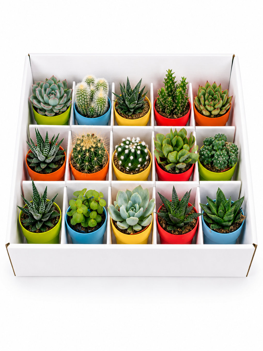 Mixed Cactus & Succulents – 15 Colorful Potted Plants – Ø5.5 cm