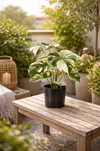 Artificial Monstera Variegata 40cm in a pot – Green &amp; white decorative plant with no maintenance