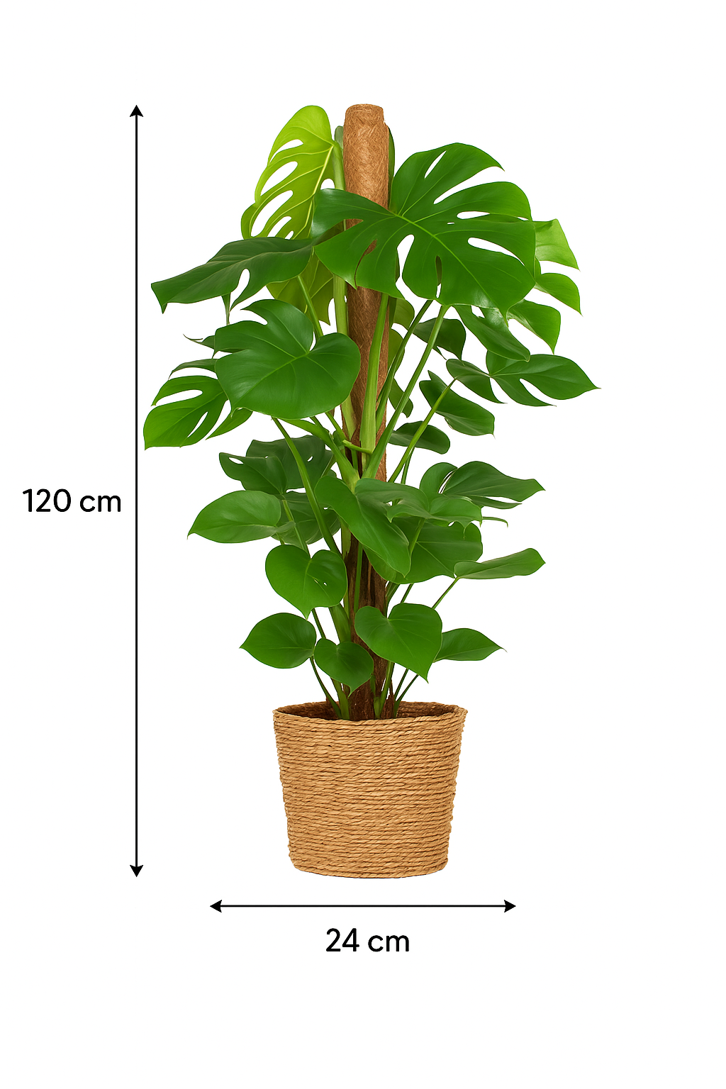 Monstera Deliciosa XL 120 cm – Plante d’intérieur tropicale avec panier Torun Ø24 cm | Feuillage spectaculaire et entretien facile