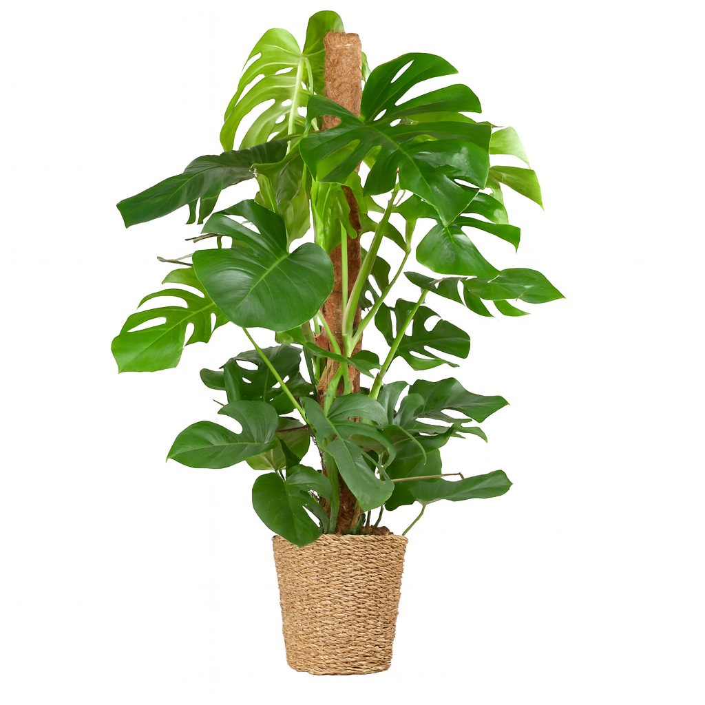 Monstera Deliciosa XL 120 cm – Plante d’intérieur tropicale avec panier Torun Ø24 cm | Feuillage spectaculaire et entretien facile