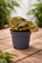 Fittonia Bubble Red – Red and green tropical mosaic plant – Ø8.5 cm
