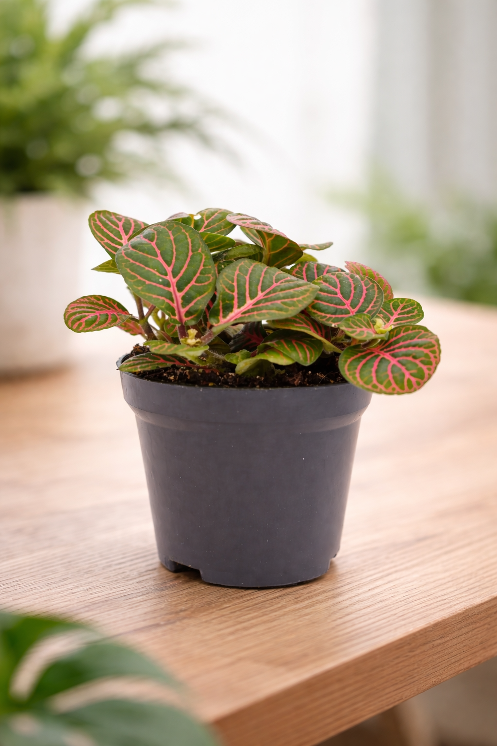 Fittonia Bubble Red – Red and green tropical mosaic plant – Ø8.5 cm