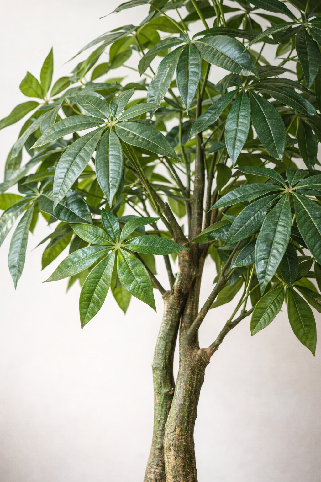 Pachira Aquatica artificielle – Arbre à Argent décoratif ultra réaliste, 150 & 180 cm