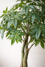 Pachira Aquatica artificielle – Arbre à Argent décoratif ultra réaliste, 150 & 180 cm