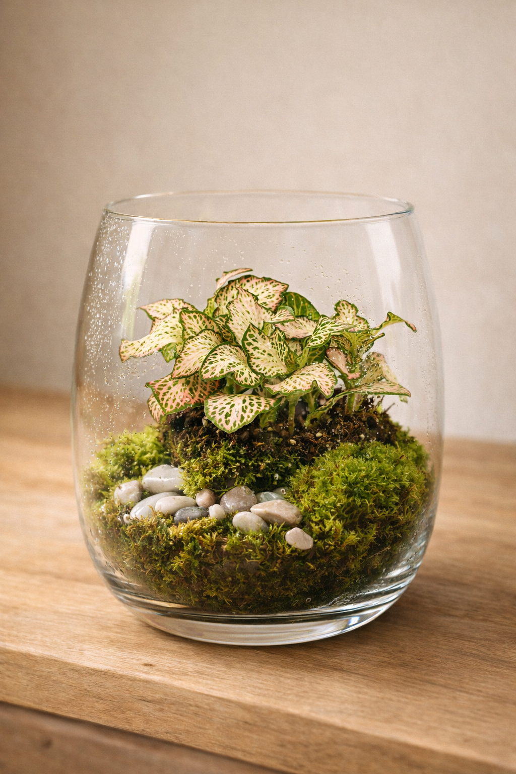 Fittonia Pink Tiger – Plante Mosaïque Rose Tropicale – Fittonia d’Intérieur Ø8,5 cm