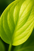 Epipremnum Golden Pothos – Scindapsus aureus – Plante tropicale retombante