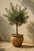 Pokon Mediterraner Pflanzendünger – Natürlicher Boost für Oliven- und Zitrusbäume 500 ml