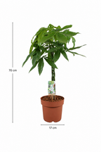 Pachira Aquatica 70 cm – Arbre à Monnaie & Plante d'Intérieur Tropicale