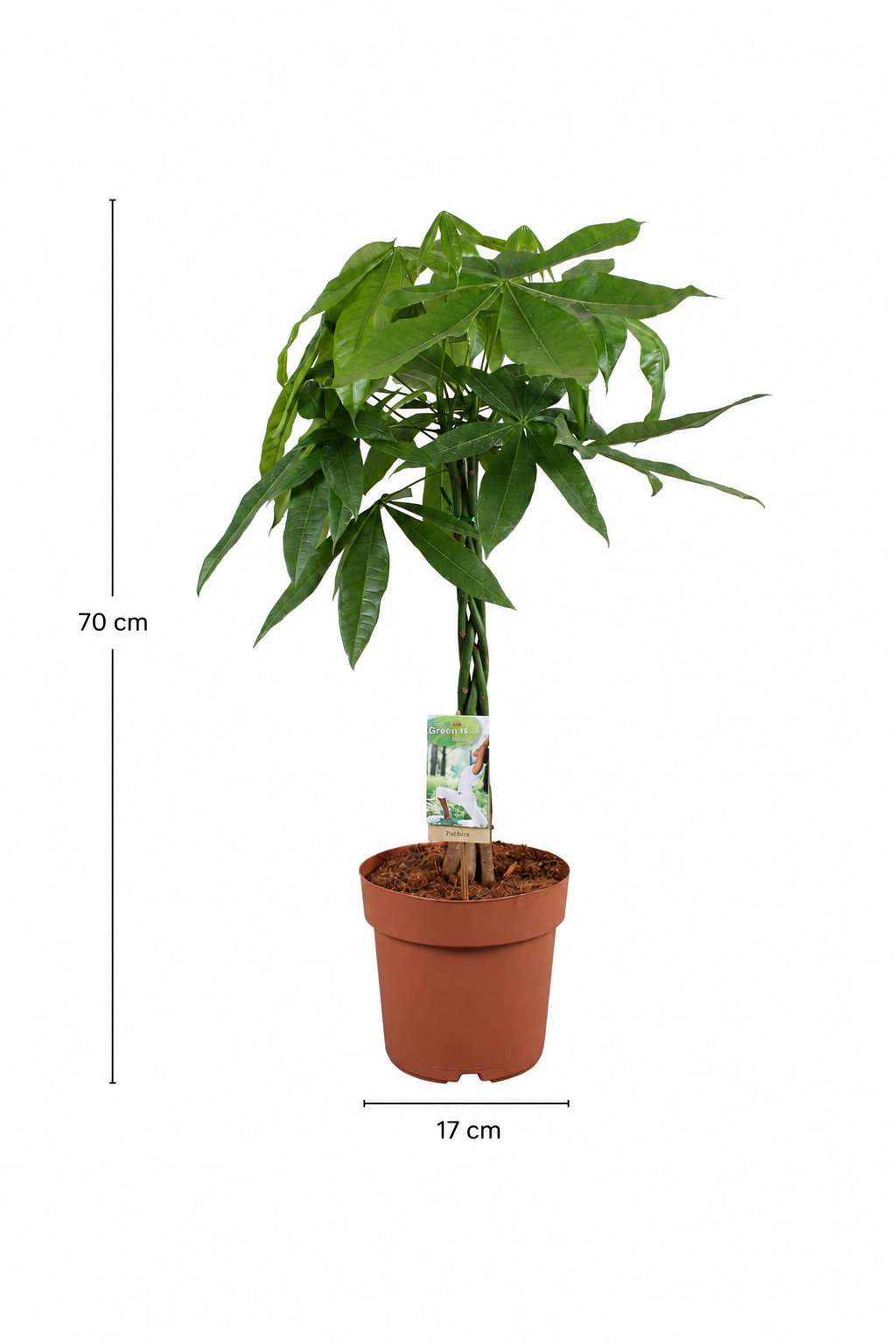 Pachira Aquatica 70 cm – Arbre à Monnaie & Plante d'Intérieur Tropicale
