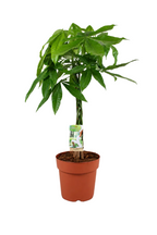 Pachira Aquatica 70 cm – Arbre à Monnaie & Plante d'Intérieur Tropicale