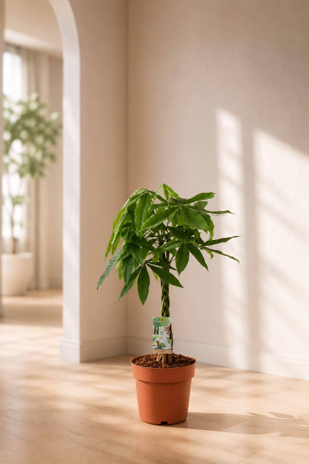 Pachira Aquatica 70 cm – Arbre à Monnaie & Plante d'Intérieur Tropicale
