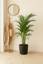 Palmier Areca en pot design – Plante d’intérieur tropicale 110 cm avec cache-pot Elho Greenville Ø21 cm