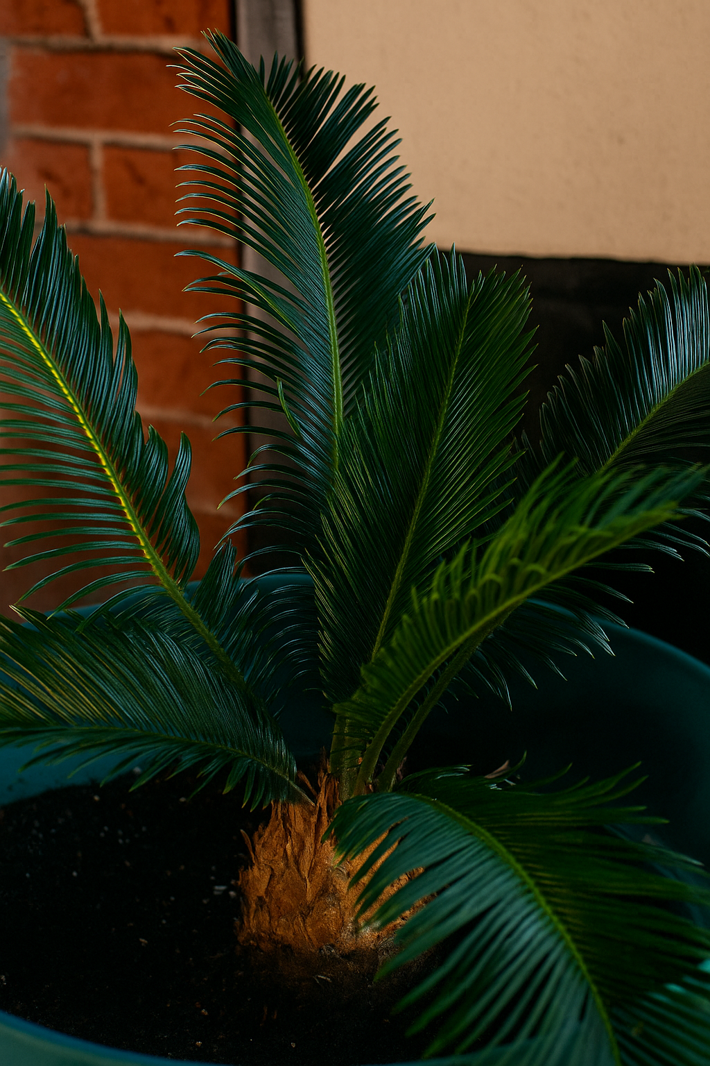 Terreau Méditerranéen 40L Culvita® avec RhizoPlus – Spécial oliviers, palmiers & agrumes