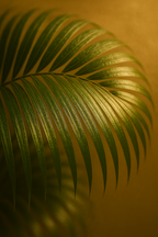 Engrais pour Palmiers 250ML – Nutrition naturelle, croissance et feuillage luxuriant