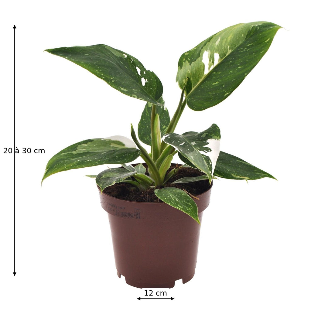 Philodendron White Princess – Plante Rare Panachée Blanche – Ø12 cm
