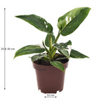 Philodendron White Princess – Plante Rare Panachée Blanche – Ø12 cm