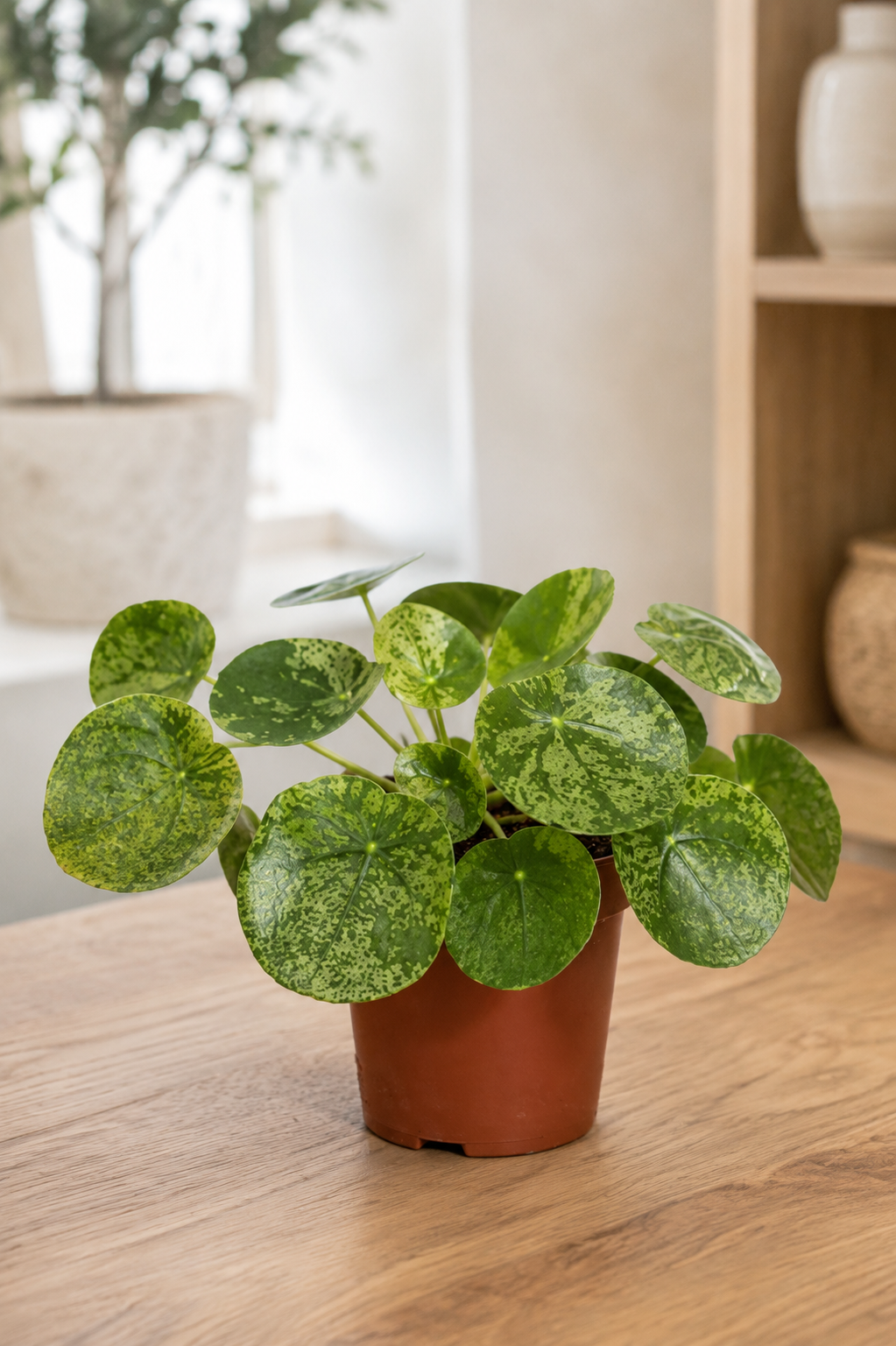 Pilea Mojito – Petite Plante Panachée Rare Vert et Blanc – Ø13 cm