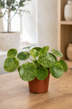 Pilea Mojito – Petite Plante Panachée Rare Vert et Blanc – Ø13 cm